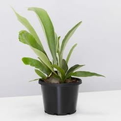 Indoor Garden Platycerium Bifurcatum 'Elkhorn Fern' - Pot + Plant