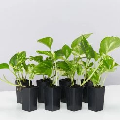 Indoor Garden Pothos 'Devils Ivy' Golden Pothos "Devils Ivy" Indoor Plant Pack