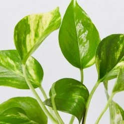 Indoor Garden Pothos Mixed Houseplant Pack 85mm Plant Packs