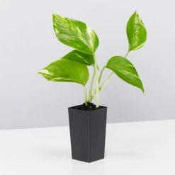 Indoor Garden Plant Packs Pothos Mixed Houseplant Pack