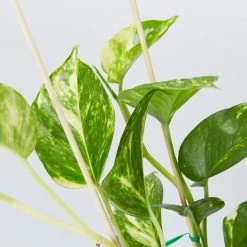 Indoor Garden Pothos 'Devils Ivy' Golden Pothos Pack (Devil's Ivy) - 85mm