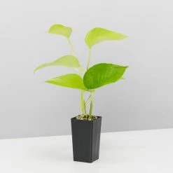 Indoor Garden Easy Care Plants The Water Propagation Box 19 Indoor Garden Easy Care Plants The Water Propagation Box