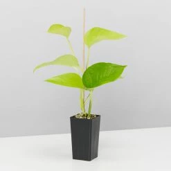 Indoor Garden Plant Packs Pothos Mixed Houseplant Pack
