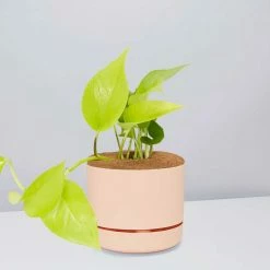 Pot + Plant Gift Box Pothos Goldilocks - Pot + Plant + Soil Easy Care Plants