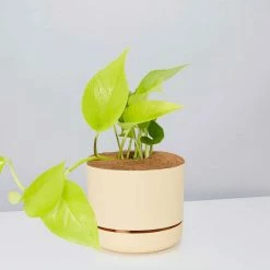 Pot + Plant Gift Box Pothos Goldilocks - Pot + Plant + Soil Easy Care Plants
