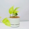 Pot + Plant Gift Box Pothos Goldilocks - Pot + Plant + Soil Easy Care Plants