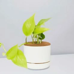 Pot + Plant Gift Box Pothos Goldilocks - Pot + Plant + Soil Easy Care Plants