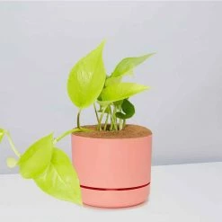 Pot + Plant Gift Box Pothos Goldilocks - Pot + Plant + Soil Easy Care Plants