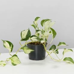 Indoor Garden Pothos 'Devils Ivy' Manjula Pothos (Epipremnum ‘Manjula’) - Pot + Plant + Soil