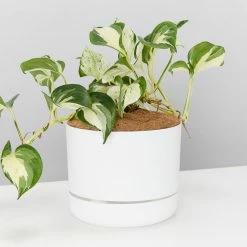 Indoor Garden Pothos 'Devils Ivy' Manjula Pothos (Epipremnum ‘Manjula’) - Pot + Plant + Soil