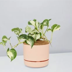 Indoor Garden Pothos 'Devils Ivy' Manjula Pothos (Epipremnum ‘Manjula’) - Pot + Plant + Soil