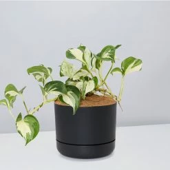Indoor Garden Pothos 'Devils Ivy' Manjula Pothos (Epipremnum ‘Manjula’) - Pot + Plant + Soil