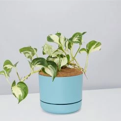 Indoor Garden Pothos 'Devils Ivy' Manjula Pothos (Epipremnum ‘Manjula’) - Pot + Plant + Soil