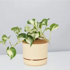 Indoor Garden Pothos 'Devils Ivy' Manjula Pothos (Epipremnum ‘Manjula’) - Pot + Plant + Soil