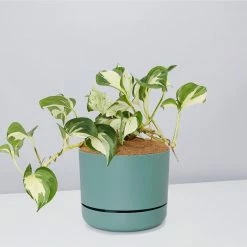 Indoor Garden Pothos 'Devils Ivy' Manjula Pothos (Epipremnum ‘Manjula’) - Pot + Plant + Soil