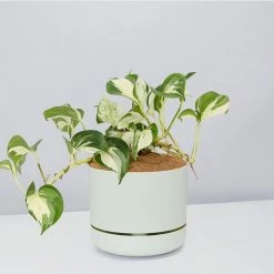 Indoor Garden Pothos 'Devils Ivy' Manjula Pothos (Epipremnum ‘Manjula’) - Pot + Plant + Soil