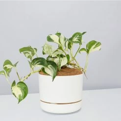 Indoor Garden Pothos 'Devils Ivy' Manjula Pothos (Epipremnum ‘Manjula’) - Pot + Plant + Soil
