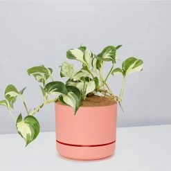 Indoor Garden Pothos 'Devils Ivy' Manjula Pothos (Epipremnum ‘Manjula’) - Pot + Plant + Soil