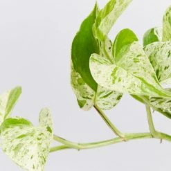 Indoor Garden Easy Care Plants Pothos Marble Queen - Plant Only