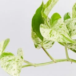 Pot + Plant Gift Box Pothos Marble Queen - Pot + Plant + Soil Pothos 'Devils Ivy'