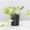 Indoor Garden Easy Care Plants Pothos Marble Queen - Plant Only
