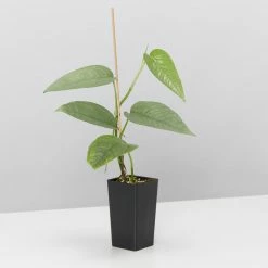Indoor Garden Plant Packs Pothos Mixed Houseplant Pack