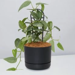 Pot + Plant Gift Box Cebu Blue Pothos - Pot + Plant + Soil