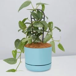 Pot + Plant Gift Box Cebu Blue Pothos - Pot + Plant + Soil