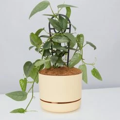 Pot + Plant Gift Box Cebu Blue Pothos - Pot + Plant + Soil