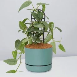 Pot + Plant Gift Box Cebu Blue Pothos - Pot + Plant + Soil