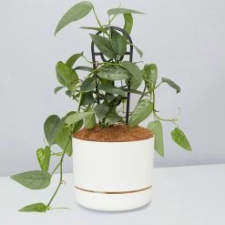 Pot + Plant Gift Box Cebu Blue Pothos - Pot + Plant + Soil