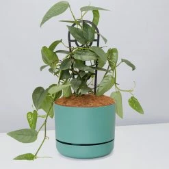 Pot + Plant Gift Box Cebu Blue Pothos - Pot + Plant + Soil