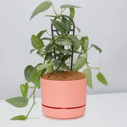 Pot + Plant Gift Box Cebu Blue Pothos - Pot + Plant + Soil
