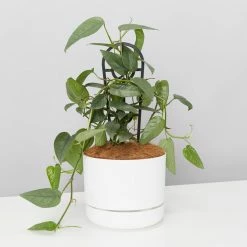 Pot + Plant Gift Box Cebu Blue Pothos - Pot + Plant + Soil