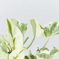 Indoor Garden Pothos Mixed Houseplant Pack 85mm Plant Packs