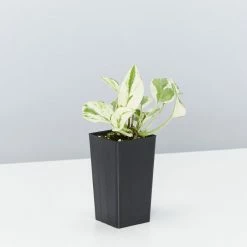 Indoor Garden Green Wall Pack - Indoors