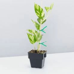 Pot + Plant Gift Box Devils Ivy 'Golden Pothos' - Pot + Plant + Soil