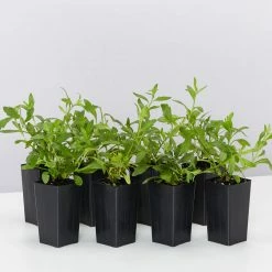 Shrubs Erigeron Karvinskianus Seaside Daisy Ground Covers