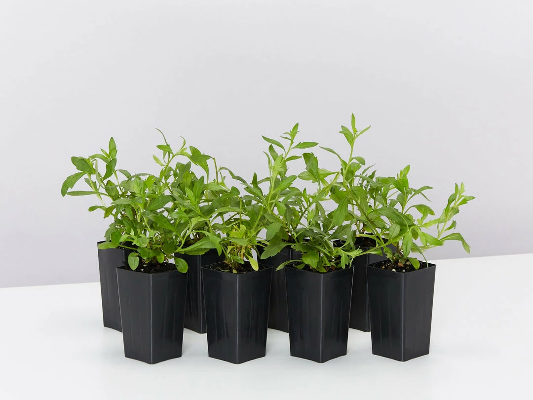 Shrubs Erigeron Karvinskianus Seaside Daisy Ground Covers 4 Shrubs Erigeron Karvinskianus Seaside Daisy Ground Covers