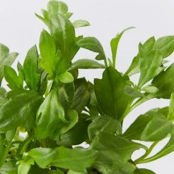 Shrubs Erigeron Karvinskianus Seaside Daisy Ground Covers 14 Shrubs Erigeron Karvinskianus Seaside Daisy Ground Covers