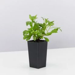 Shrubs Outdoor Assorted Hanging Plants Plant Packs