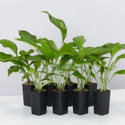 Shrubs Border Plants Eucharis X Grandiflora Eucharist Lily