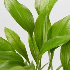 Shrubs Border Plants Eucharis X Grandiflora Eucharist Lily
