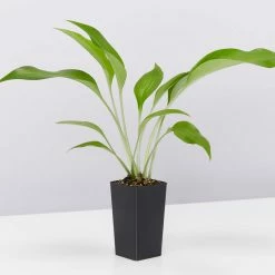 Shrubs Border Plants Eucharis X Grandiflora Eucharist Lily