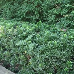 Hedge Euonymus Japonicus Tom Thumb (Compact)