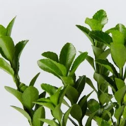 Shrubs Euonymus Japonica Green Rocket