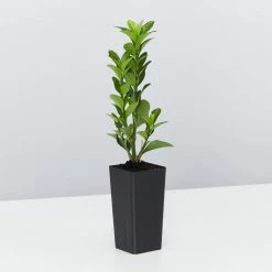 Shrubs Euonymus Japonica Green Rocket