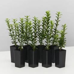 Hedge Euonymus Japonicus Tom Thumb (Compact)