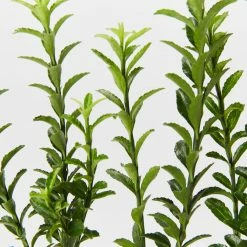 Hedge Euonymus Japonicus Tom Thumb (Compact)