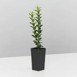 Hedge Euonymus Japonicus Tom Thumb (Compact)
